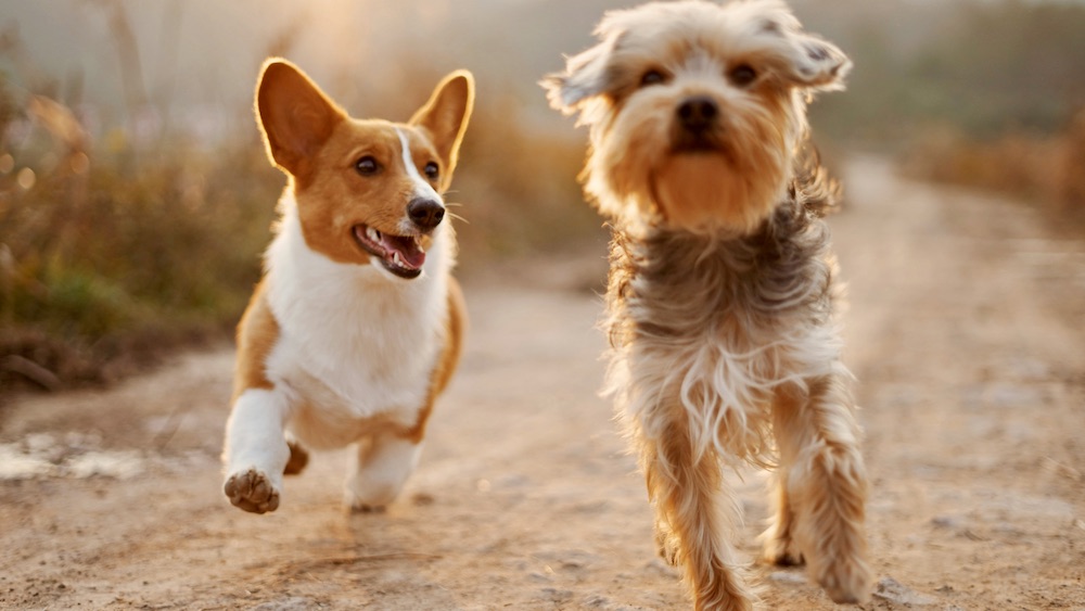 Das Foto zeigt: zwei junge Hunde laufen auf die kamera zu.