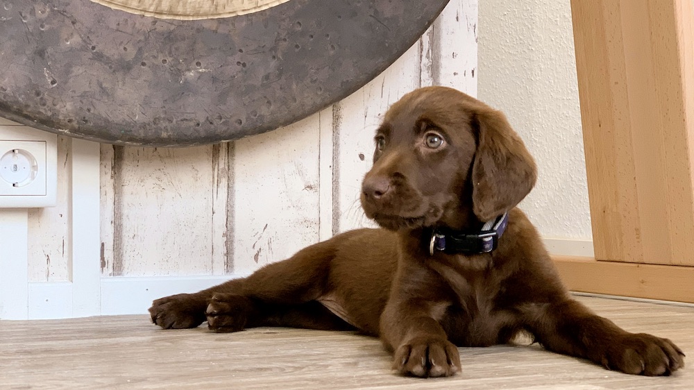 Ein brauner Hund liegt auf dem Boden