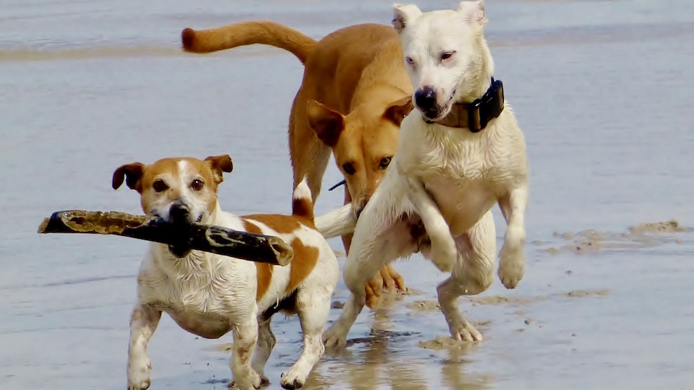 Das Foto zeigt drei spielende Hunde am Wasser.